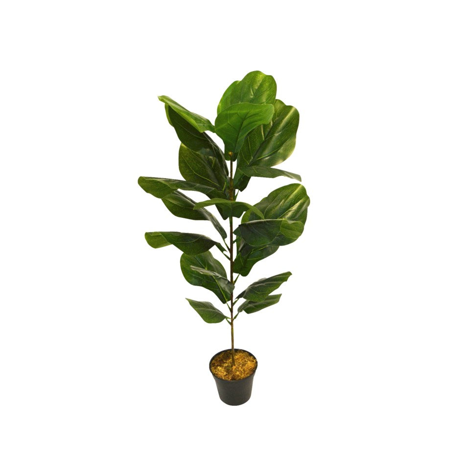 Fiddle Leaf Fig