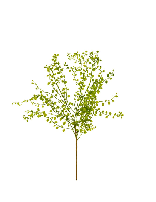 Green  Branch