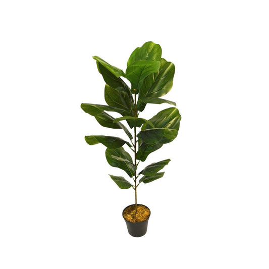 Fiddle Leaf Fig